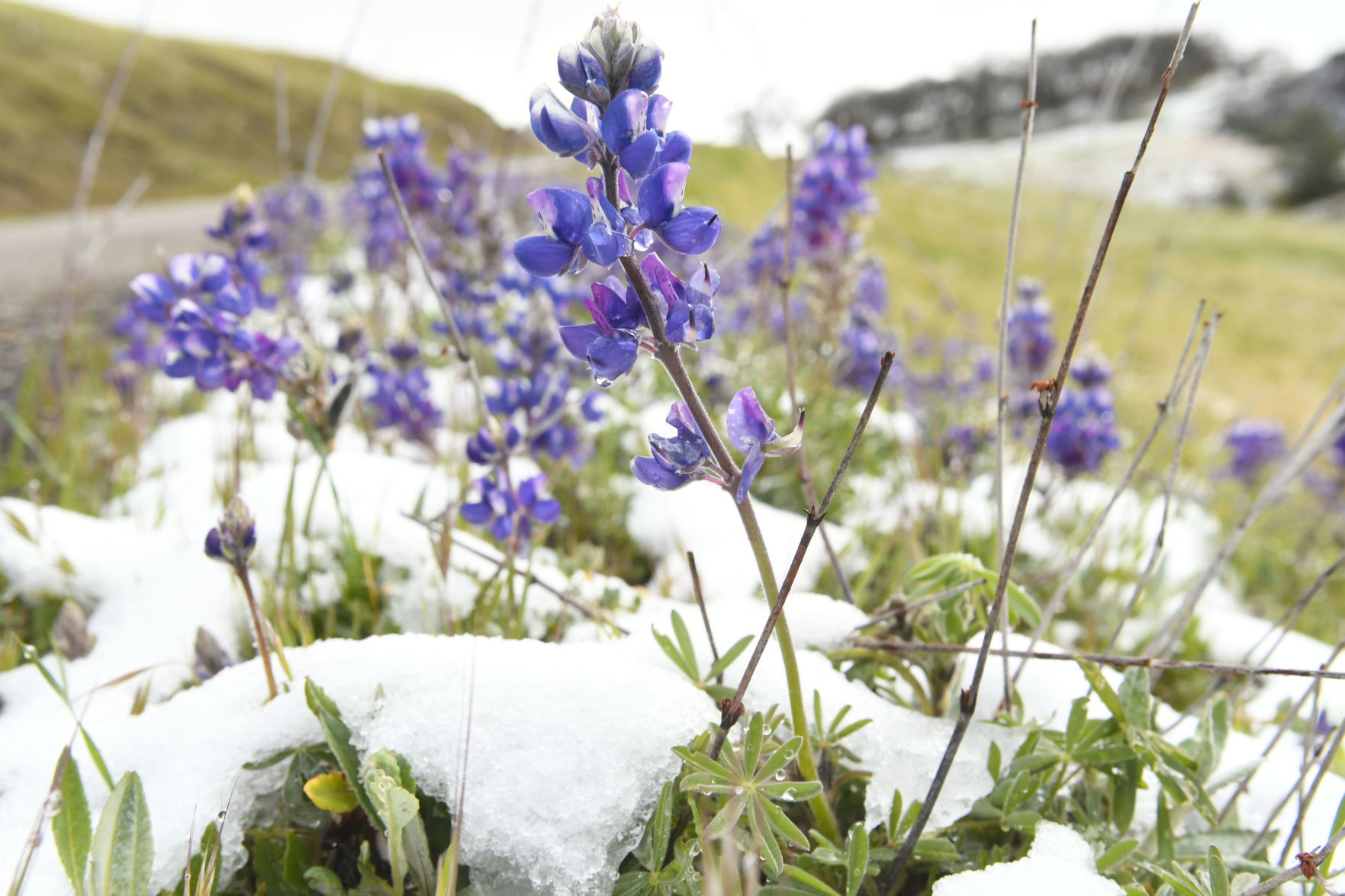 031720 Snow Figueroa Mountain 03.jpg